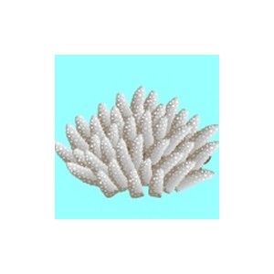 Brown Stem Coral